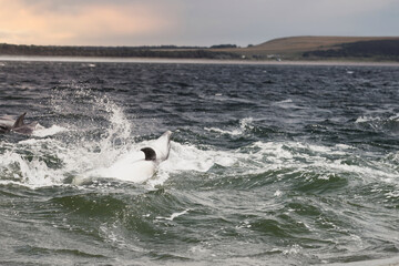 Dynamic Leap: Dolphin in The Moray Firth