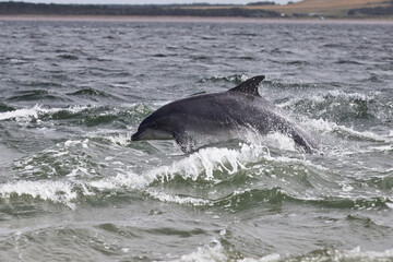 Dynamic Leap: Dolphin in The Moray Firth