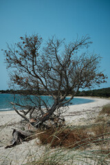 Fototapeta na wymiar Albero caduto sulla spiaggia- Corsica Francia