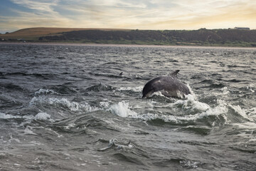 Dynamic Leap: Dolphin in The Moray Firth