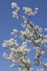 Amelanchier canadensis en fleurs	
