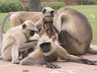 India macaques close up
