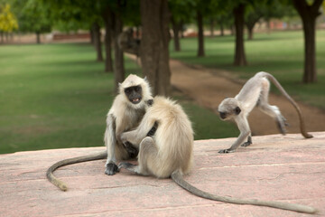 India macaques close up