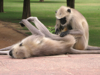 India macaques close up