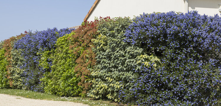 Ceanothe bleu dans une haie de v&eacute;g&eacute;taux vari&eacute;s