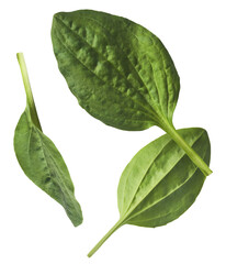 Fresh green Broadleaf plantain leaf isolated © Agave Studio