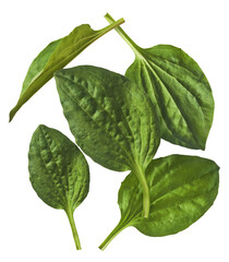 Fresh green Broadleaf plantain leaf isolated
