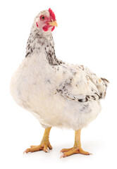white hen isolated.