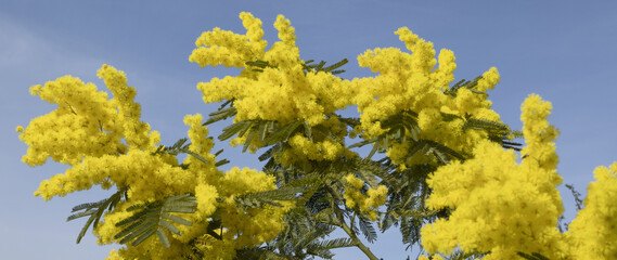 Mimosa en fleurs	