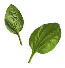 Fresh green Broadleaf plantain leaf isolated