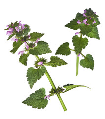 Fresh Pink flowers of spotted dead-nettle Lamium maculatum.