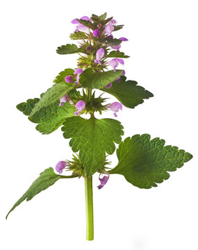 Fresh Pink flowers of spotted dead-nettle Lamium maculatum.