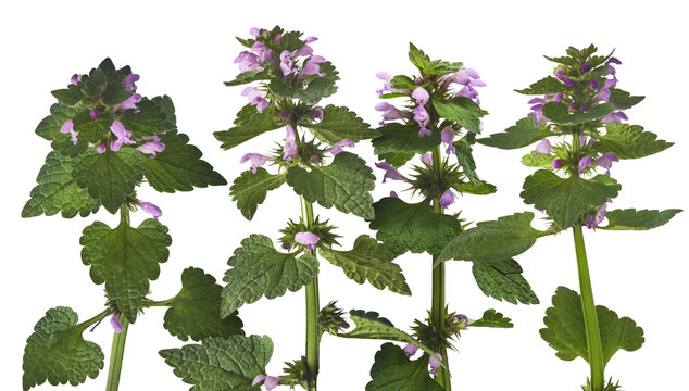 Fresh Pink flowers of spotted dead-nettle Lamium maculatum.