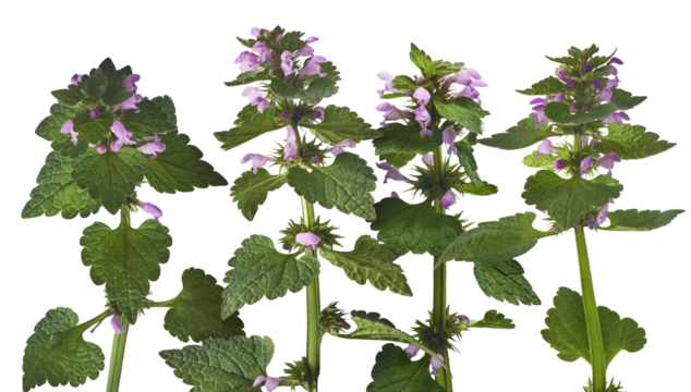 Fresh Pink flowers of spotted dead-nettle Lamium maculatum.