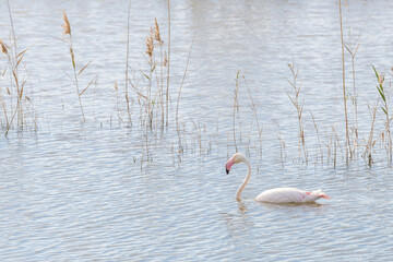 FLAMENCO COMÚN (Phoenicopterus Roseus) EN UNA LAGUNA