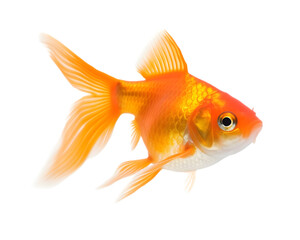 Gold fish isolated on transparent background