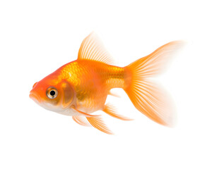 Gold fish isolated on transparent background