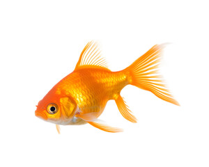 Gold fish isolated on transparent background