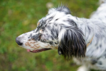 English Setter head dog outdoor in summer on the grass