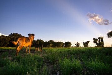Two Dogs, Immersed in Nature, Observing a Lone Cloud at Sunset in a Serene Countryside Field