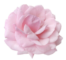 Fresh beautiful pink rose isolated on a transparent background. Detail for creating a collage - 709219680