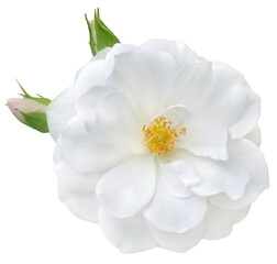 White roses arrangement isolated on transparent background. Detail for creating a collage