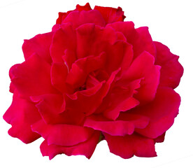 Single Bright red rose is on transparent background. Detail for creating a collage - 709219862