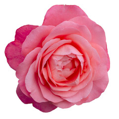 Fresh beautiful pink rose isolated on transparent background. Detail for creating a collage