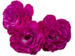 Beautiful bouquet of three magenta roses isolated on transparent background. Detail for creating a collage