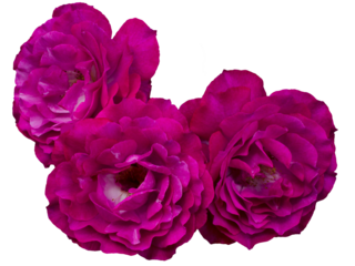 Beautiful bouquet of three magenta roses isolated on transparent background. Detail for creating a collage