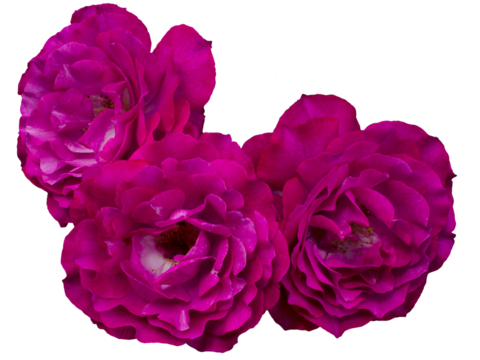 Beautiful bouquet of three magenta roses isolated on transparent background. Detail for creating a collage