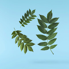 Fresh green Ash tree leaves falling in the air isolated