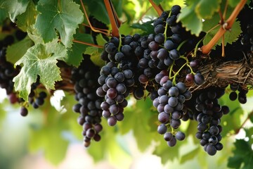 grapes in vineyard