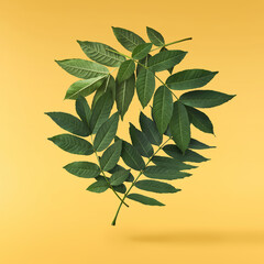 Fresh green Ash tree leaves falling in the air isolated - obrazy, fototapety, plakaty