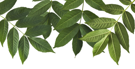 Fresh green Ash tree leaves falling in the air isolated