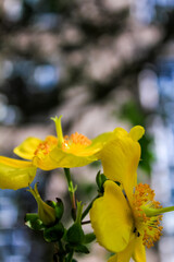 Close-up of Aaron's beard aka Hypericum calycinum in the rural with sunlight. Plant and nature.