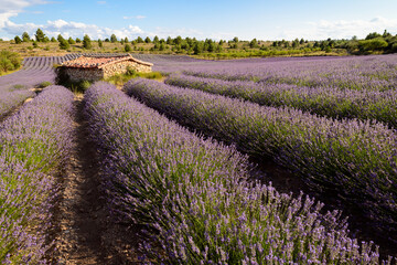 CASETA DE APEROS JUNTO A CAMPOS DE CULTIVO DE LAVANDA