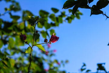 Shallow focus of pink Bougainvillea from low angle view with green leaves and blue sky background