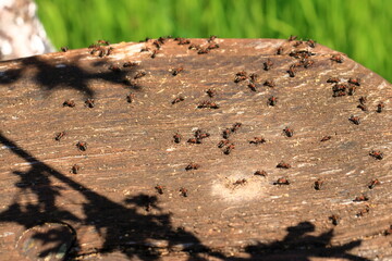 Lots of ants walking on an old tree trunk