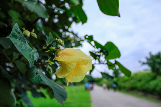 Close-up of the Hibiscus tiliaceus. A yellow flower in the rural. Nature scene.
