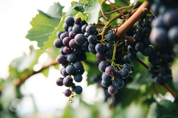 grapes in vineyard