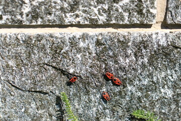 Fire beetles in the summer on a stone