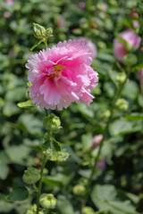 Pink hollyhocks with green leaves and green background