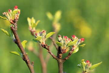 The branch of a blossoming tree. Spring apple blossom in Germany