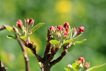 The branch of a blossoming tree. Spring apple blossom in Germany