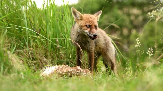 A red fox (vulpes vulpes) cub eating prey (young fallow deer) brought by its mother , filmed in the dunes of The Netherlands.