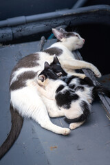 A mother cat is breastfeeding for newborn baby cats, very warming moment. Animal life in action photo scene. 