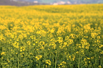 Obraz premium Spring landscape with yellow rapeseed field in Saxony, Germany