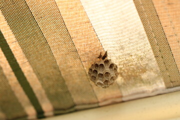 the wasp nest under an awning