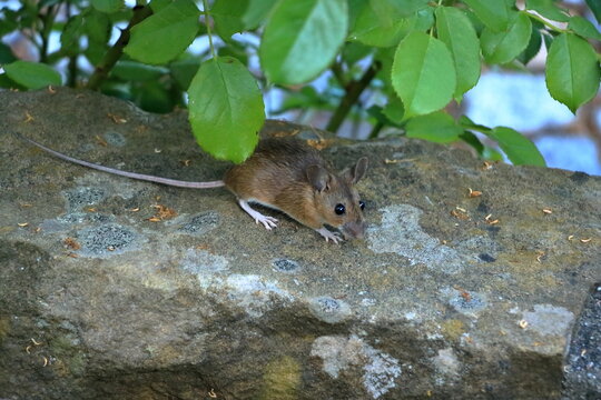 Cute looking mouse in front of a brick wall searching for food